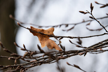 Winterwald: Blätter, Zweige, Knospen
