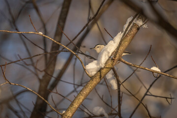 White-breasted Nuthatch hides behind snow on a tree branch