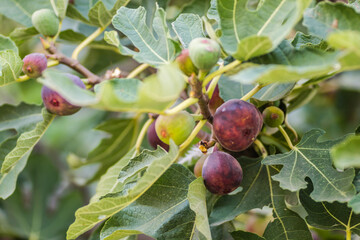 Ripe fig fruits in the canopy of the tree. Ripe fig fruits ripe for picking in the tree canopy.