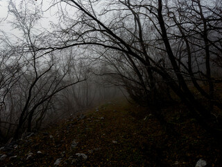dense forest and mysterious, foggy landscapes