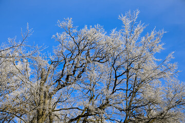 Fototapeta premium Tree in winter covered white with frost and ice against a blue sky
