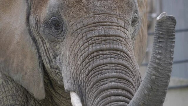 Close portrait of african elephant (Loxodonta) raising proboscis trunk