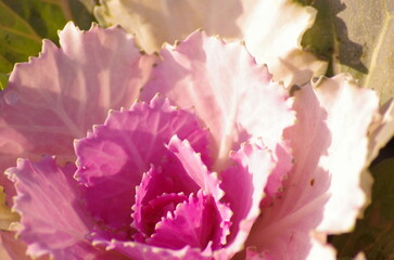 Close Up Fresh Violet Cabbage (Brassica Oleracea) Plant Leaves