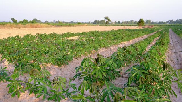 The cassava tree in the cassava field is growing in the early stages of the farmer cultivation.