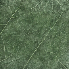 wallpaper made from leaf veins created with Generative Ai technology