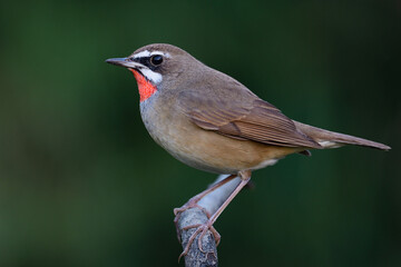 Migrant bird visiting to Thailand during winter season, siberian rubythroat, most exciting when see its expose against green background