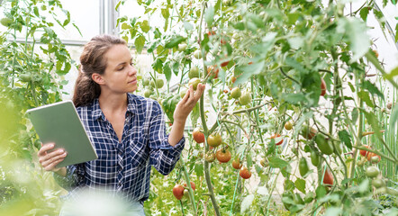 Young adult woman examining quality of tomatoes in vegetable greenhouse using her digital tablet.