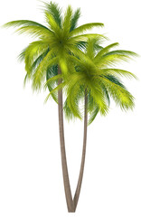 Photo Realistic Green Classic Palm Tree Illustration