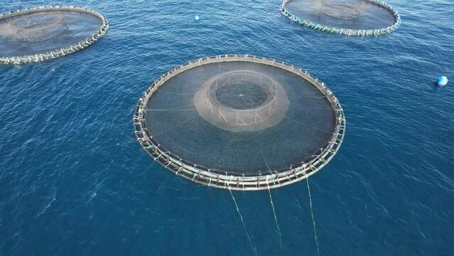 Aerial drone video of a large saltwater fish farm such as sea bass and sea bream in growing cages in calm deep waters