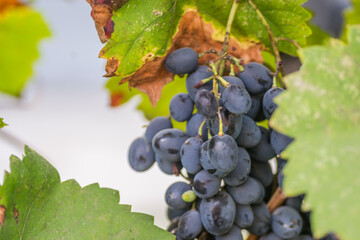 Ripe bunches of black grapes on the vine. Bunches of black grapes on the vine, ripe for the annual harvest.