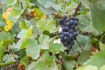 Ripe bunches of black grapes on the vine. Bunches of black grapes on the vine, ripe for the annual harvest.