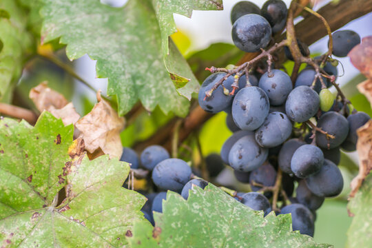 Ripe bunches of black grapes on the vine. Bunches of black grapes on the vine, ripe for the annual harvest.