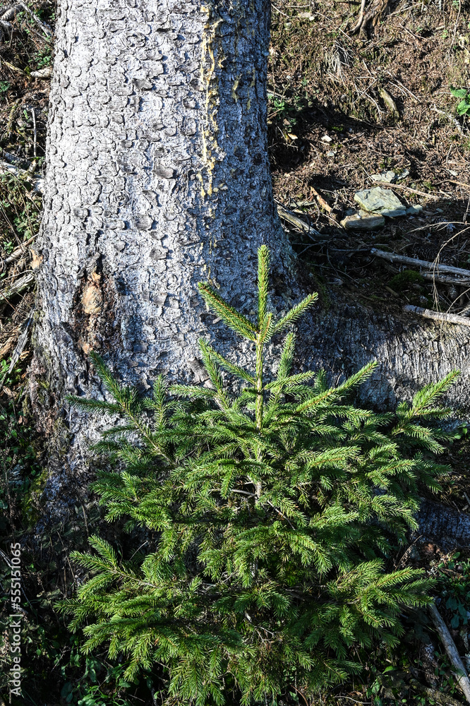 Sticker Belgique Wallonie Ardenne bois foret nature environnement arbre automne hiver sapin