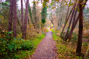 footpath in the woods