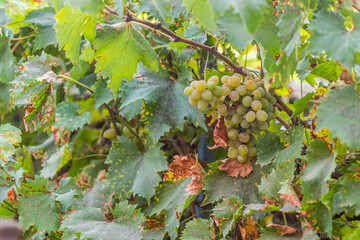 Bunches of white grapes on the vine, ripe for the annual harvest.