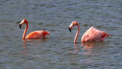 Bonaire, Dutch Antilles