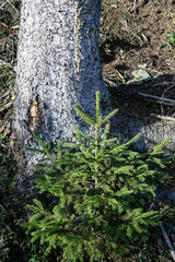Belgique Wallonie Ardenne bois foret nature environnement arbre automne hiver sapin