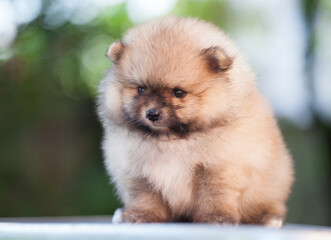 Little Pomeranian puppy on the street