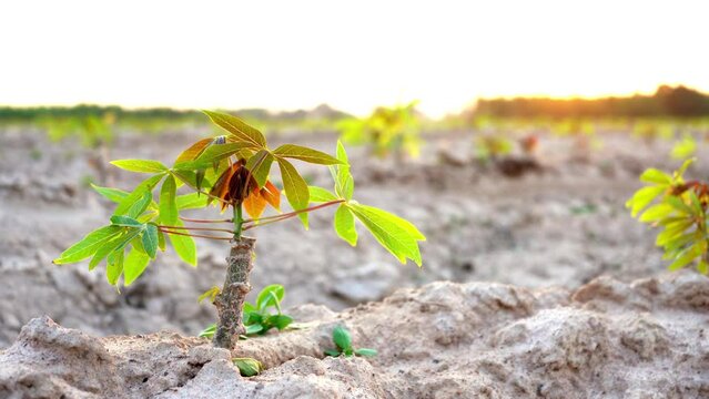 small cassava tree on the ground at a cassava field backlit by the golden yellow sun.