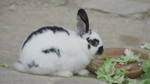 Domestic cute white bunny rabbit (Oryctolagus cuniculus domesticus) with black spots eating salad and cabbage at the farm