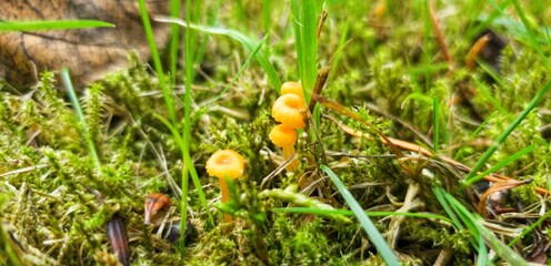 Kleine Pilze zwischen dem Gras und Moos