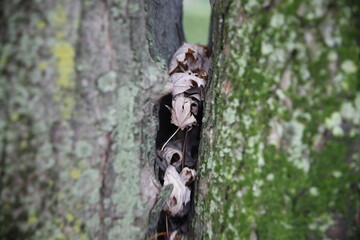 dead leaves