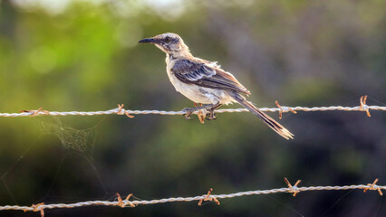 Bonaire, Dutch Antilles