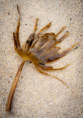 Seaweed washed up on sandy beach