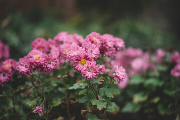 Beautiful lilac flowers in the garden