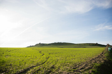 Campos de trigo verde en Invierno. Paisaje.