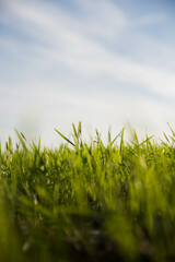 Campos de trigo verde en Invierno. Paisaje.