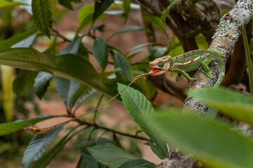 Parson’s Chameleon - Calumma parsonii, rain forest Madagascar east coast. Colourful endemic lizard.