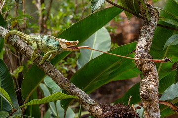 Parson’s Chameleon - Calumma parsonii, rain forest Madagascar east coast. Colourful endemic...