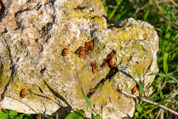 Grupo de zapateros en una roca musgosa