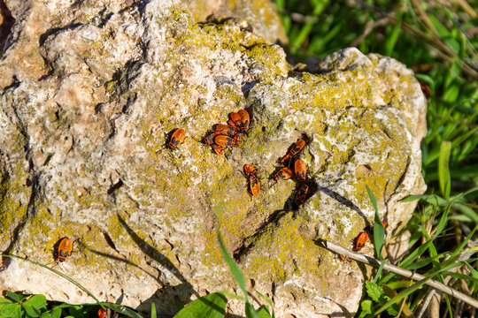 Grupo de zapateros en una roca musgosa