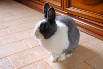 Adorable fluffy white and gray nano domestic rabbit running on the floor close-up. Cute domestic...