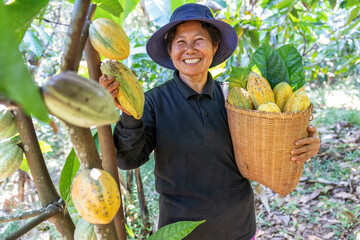 Farmer in Cocoa Chocolate Plant hold coco fruit or ripe coco basket smiling portrait look at camera