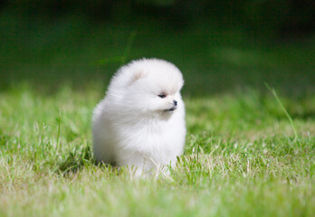 lovely  Pomeranian Spitz in the green garden