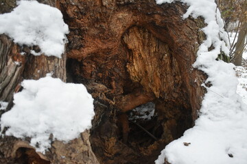 Tree trunk in snow closeup, texture tree