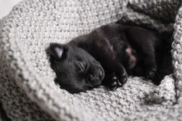 Cute baby puppy sleeping. Pug or brabanson black puppy dog with funny face