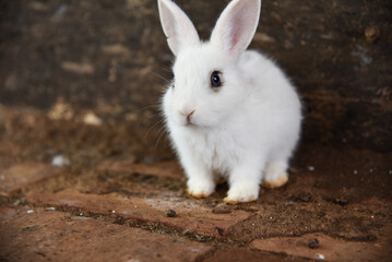Fototapeta premium cute little bunny in the cage