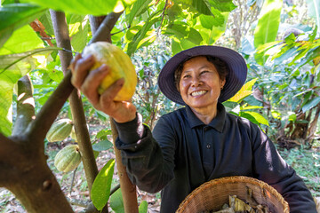 Farmer in Cocoa Chocolate Plant hold coco fruit or ripe coco basket smiling portrait look at camera
