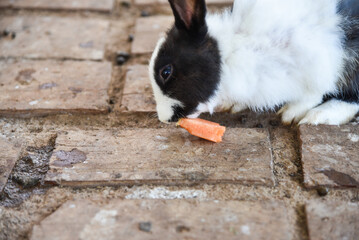 cute little bunny in the cage