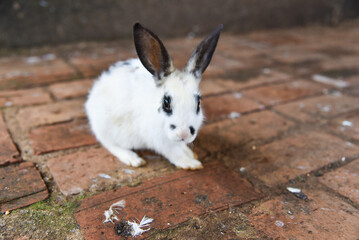 cute little bunny in the cage