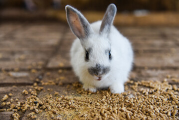 cute little bunny in the cage