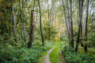 The forest along the Danube river illuminated by the afternoon sun.