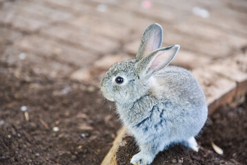 cute little bunny in the cage