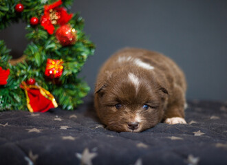 Fototapeta na wymiar Christmas puppies of the Finnish laphund red color