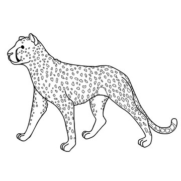 Cheetah Coloring Page Vector Illustration.coloring page 