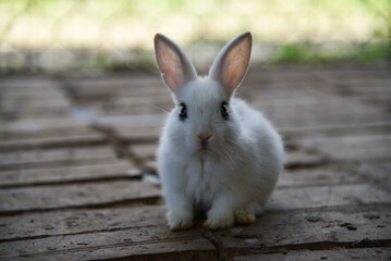 cute little bunny in the cage